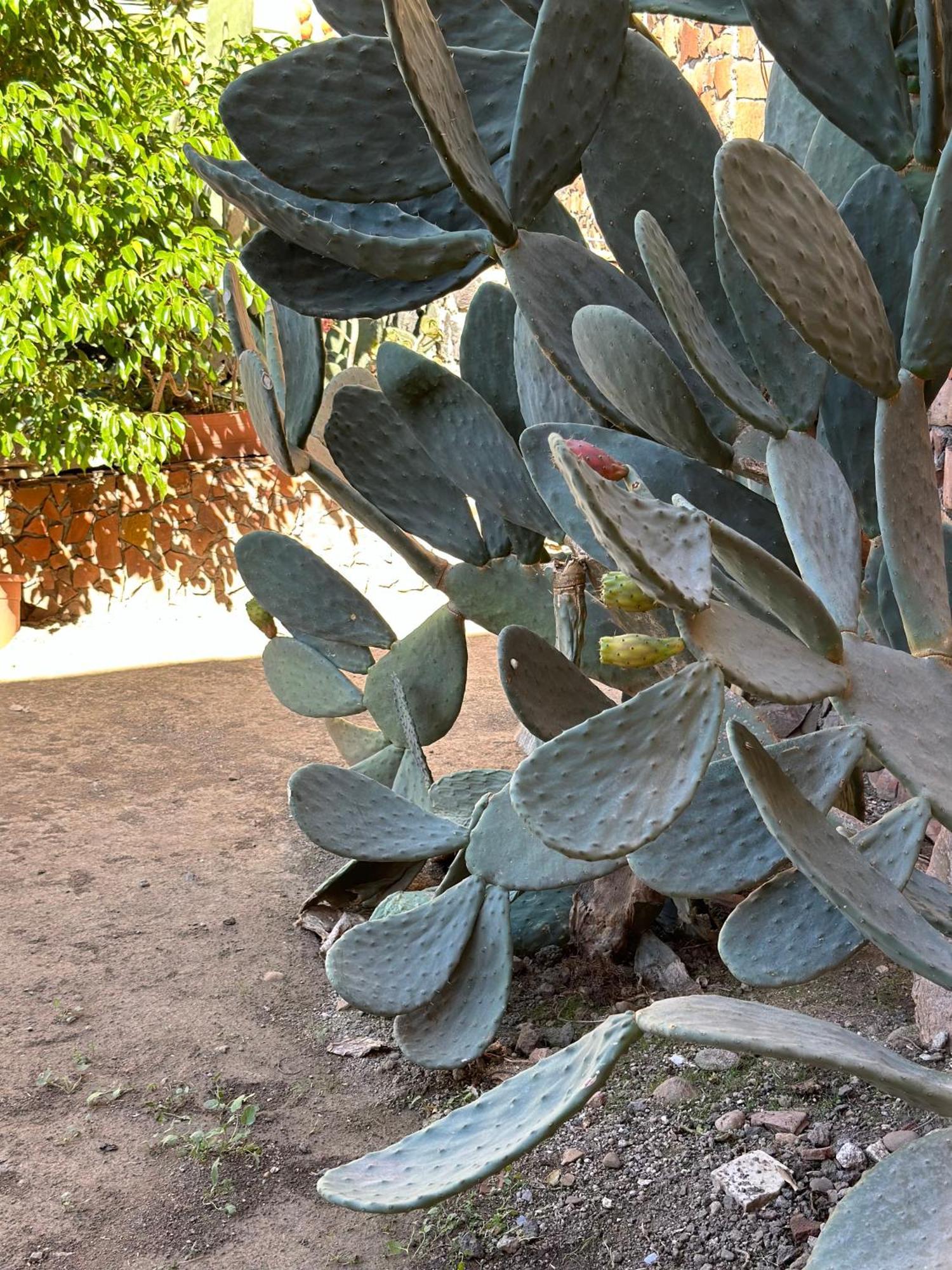 Garden Of Bitter Βίλα Κατάνια Εξωτερικό φωτογραφία